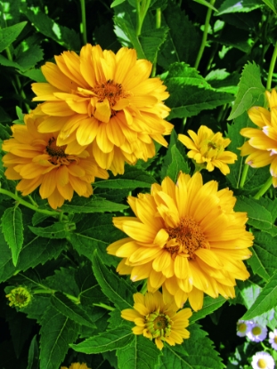Picture of Heliopsis - Summer Sun